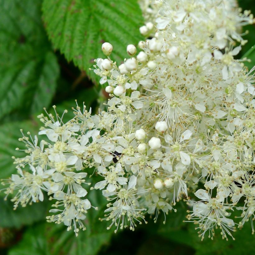 Echtes Mädesüß - Filipendula ulmaria (Flowering)