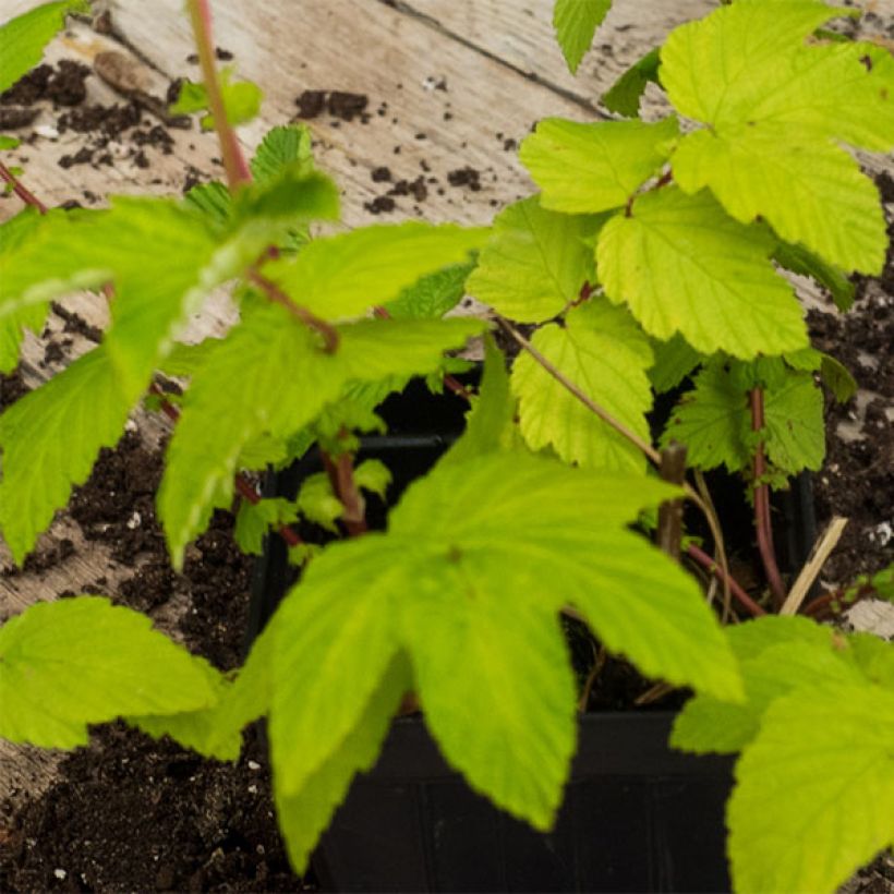 Echtes Mädesüß Aurea - Filipendula ulmaria (Foliage)