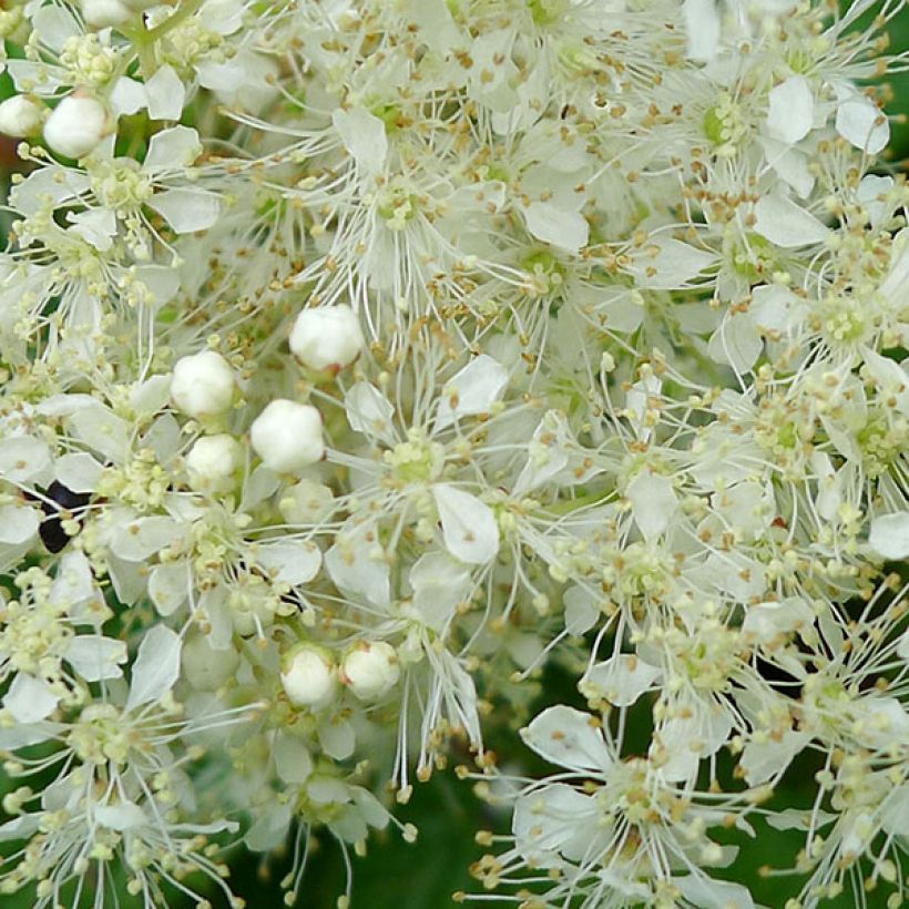 Echtes Mädesüß Aurea - Filipendula ulmaria (Flowering)