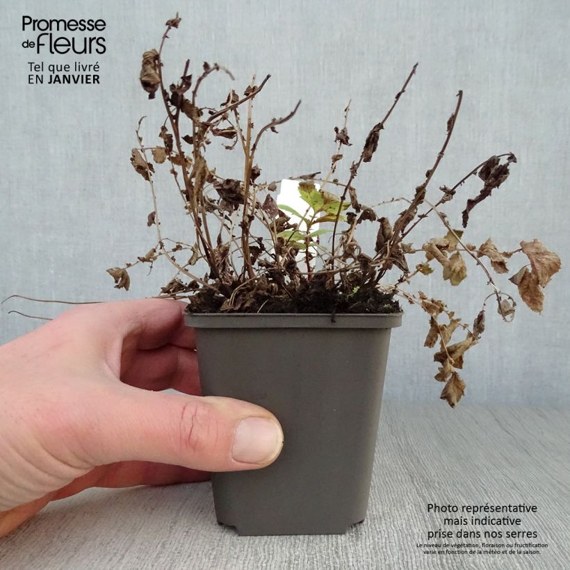Exemplar von Echtes Mädesüß Aurea - Filipendula ulmaria Kleine Töpfe von 8/9 cm wie im Winter geliefert