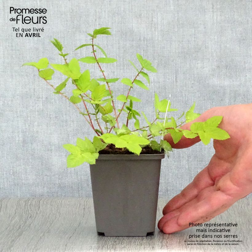 Exemplar von Echtes Mädesüß Aurea - Filipendula ulmaria Kleine Töpfe von 8/9 cm wie im Frühjahr geliefert