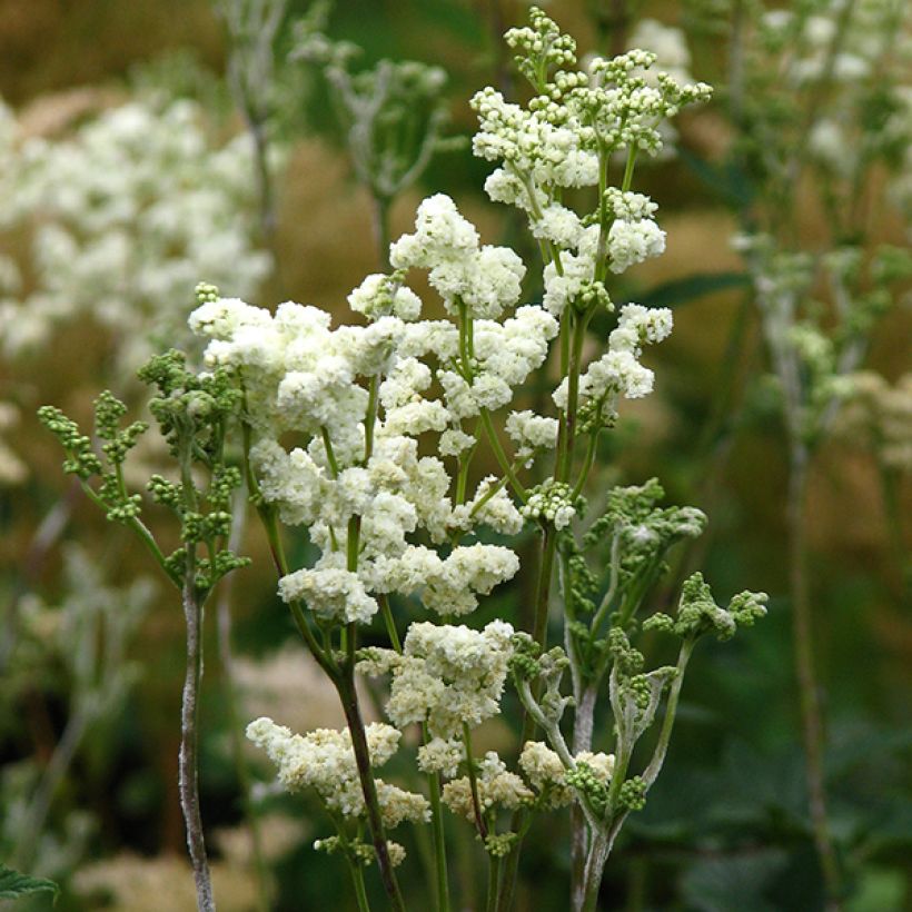 Echtes Mädesüß Plena - Filipendula ulmaria (Flowering)