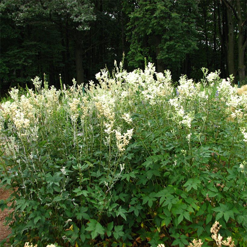 Echtes Mädesüß Plena - Filipendula ulmaria (Plant habit)