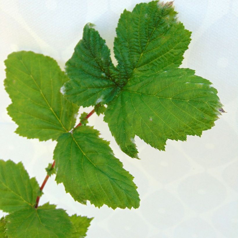 Echtes Mädesüß Plena - Filipendula ulmaria (Foliage)