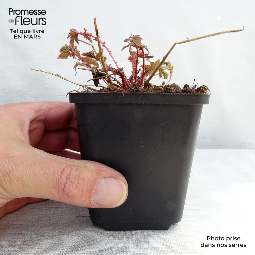 Exemplar von Echtes Mädesüß - Filipendula ulmaria Kleine Töpfe von 8/9 cm wie im Winter geliefert