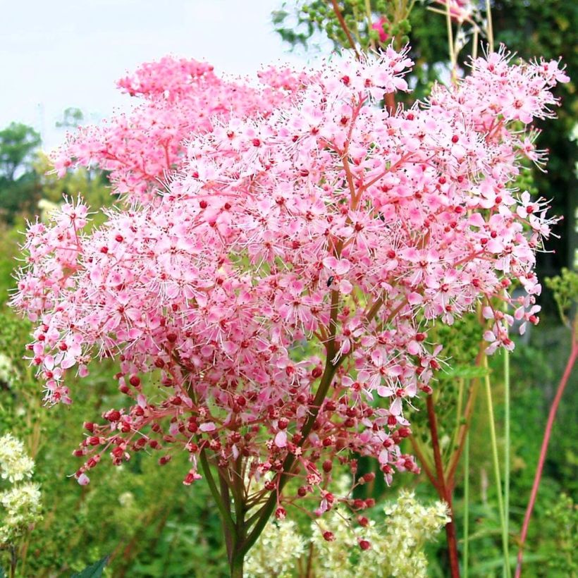 Echtes Mädesüß Rosea - Filipendula ulmaria (Flowering)