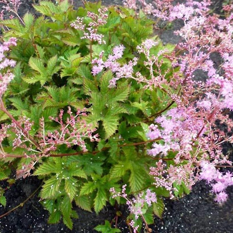 Echtes Mädesüß Rosea - Filipendula ulmaria (Plant habit)