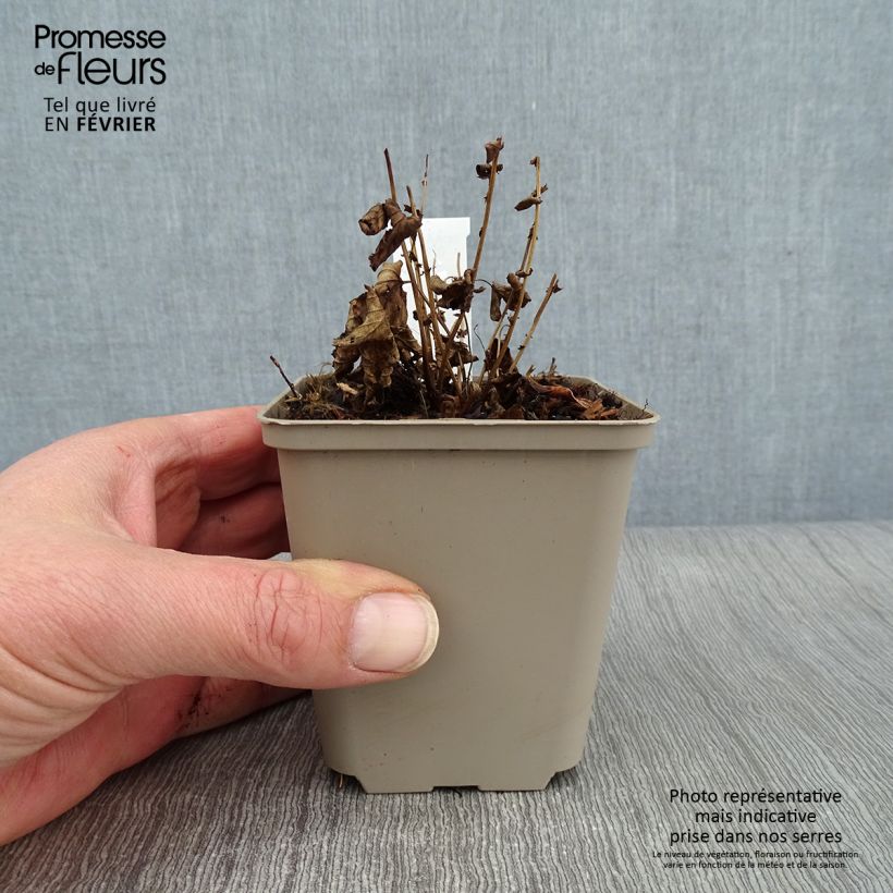 Exemplar von Echtes Mädesüß Rosea - Filipendula ulmaria Kleine Töpfe von 8/9 cm wie im Winter geliefert
