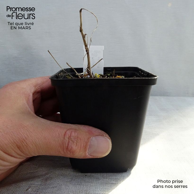 Exemplar von Echtes Mädesüß Variegata - Filipendula ulmaria Kleine Töpfe von 8/9 cm wie im Frühjahr geliefert