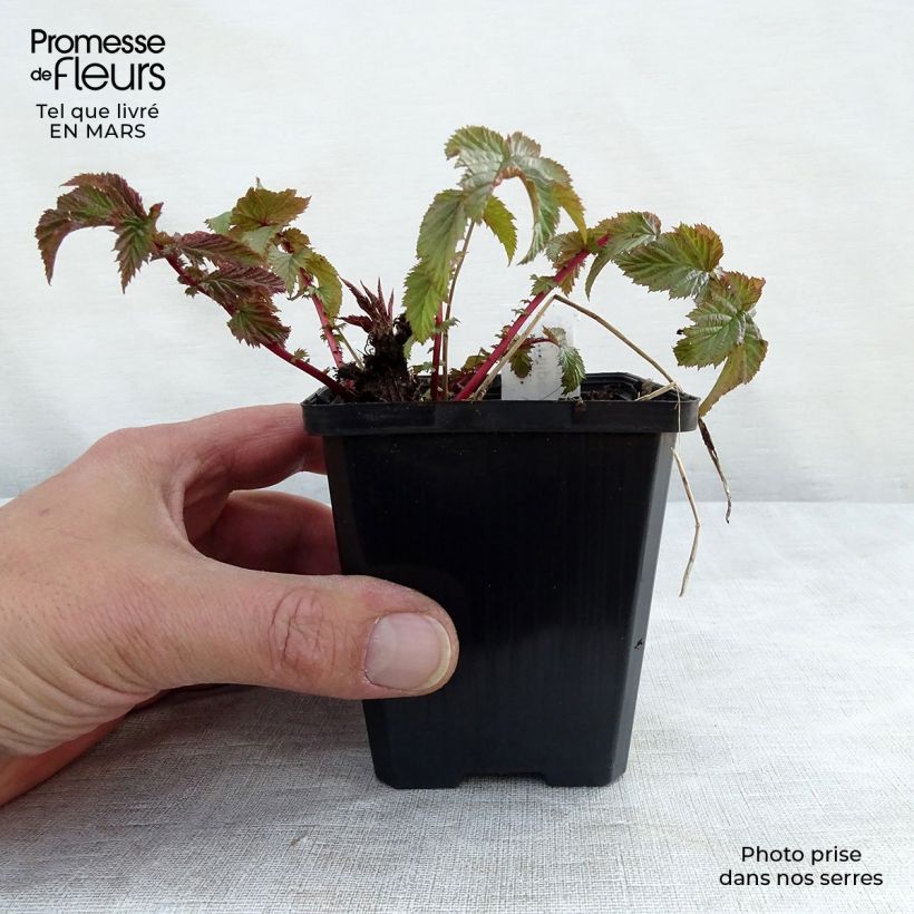 Exemplar von Knolliges Mädesüß - Filipendula vulgaris Kleine Töpfe von 8/9 cm wie im Winter geliefert