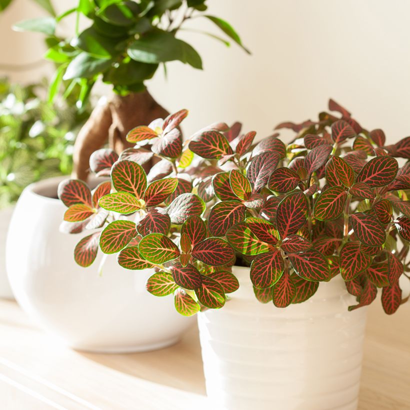 Fittonia Joly Josan Red - Mosaikpflanze (Plant habit)