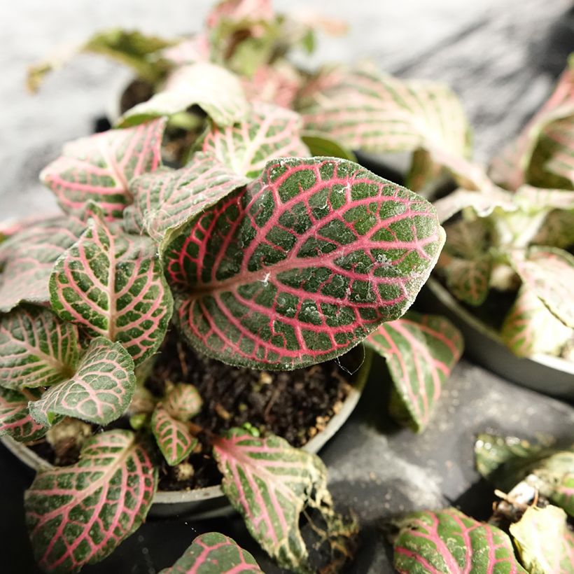 Fittonia Pink Special - Mosaikpflanze (Foliage)