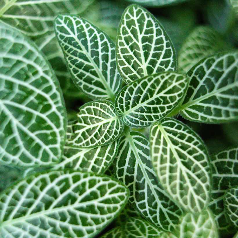 Fittonia Mini White - Mosaikpflanze (Foliage)