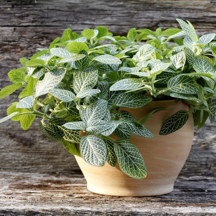 Fittonia Mini White - Mosaikpflanze (Plant habit)