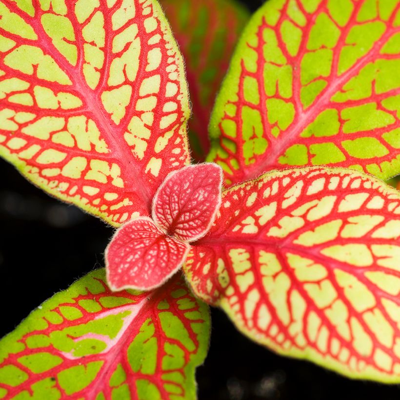 Fittonia Skeleton - Mosaikpflanze (Foliage)