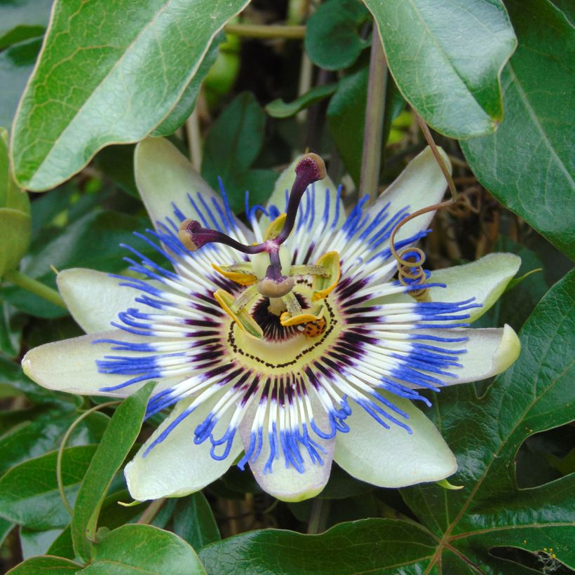 Blaue Passionsblume (Samen) - Passiflora caerulea (Flowering)