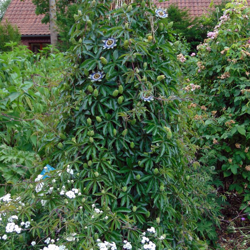 Blaue Passionsblume (Samen) - Passiflora caerulea (Plant habit)