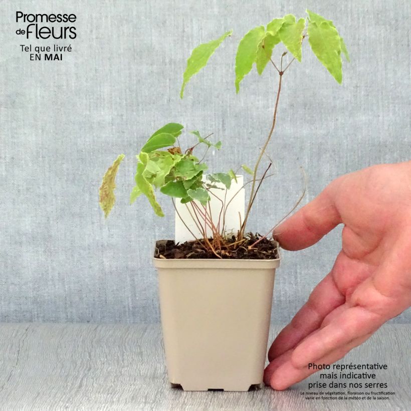 Exemplar von Epimedium Amber Queen - Elfenblume Kleine Töpfe von 8/9 cm wie im Frühjahr geliefert