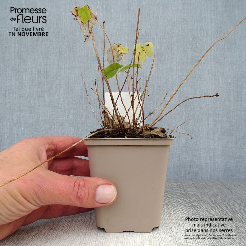 Example of Epimedium Amber Queen - Elfenblume Kleine Töpfe von 8/9 cm as you get in automne