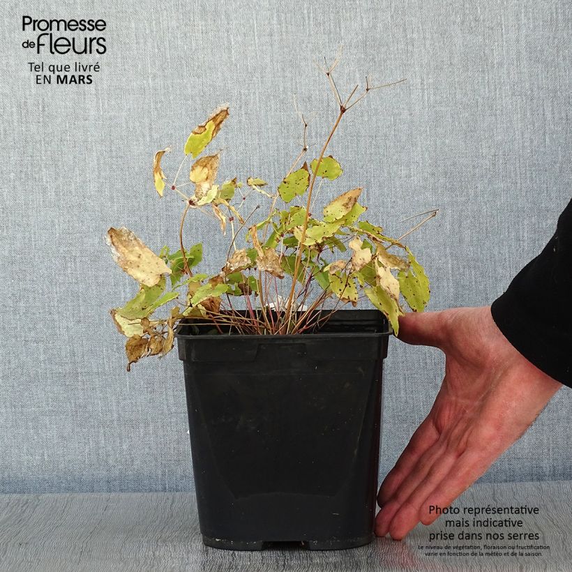 Exemplar von Epimedium Amber Queen - Elfenblume Topf mit 3L/4L wie im Winter geliefert