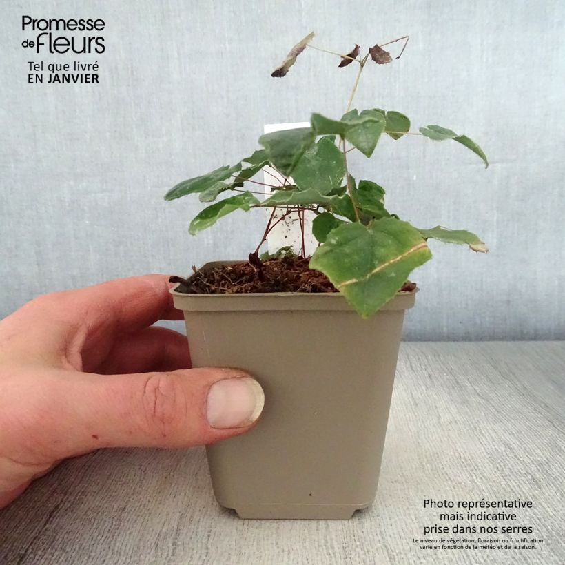 Exemplar von Epimedium Flower Of Sulphur - Elfenblume Kleine Töpfe von 8/9 cm wie im Winter geliefert