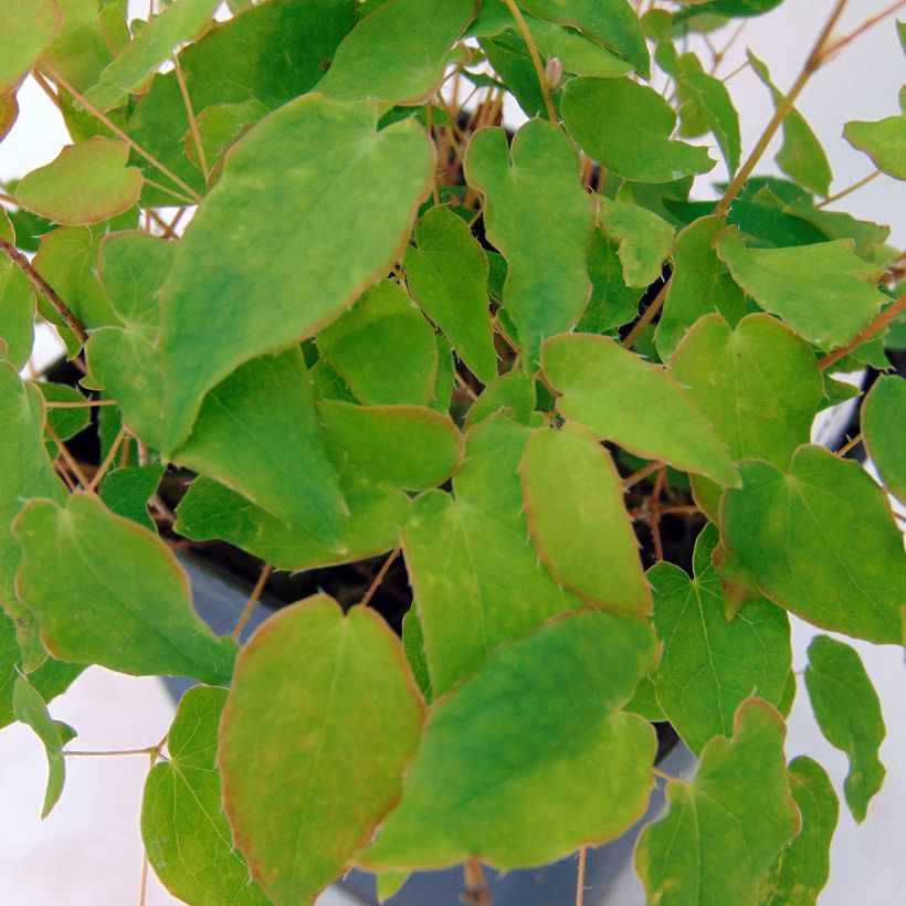 Epimedium grandiflorum Akebono - Großblumige Elfenblume (Foliage)