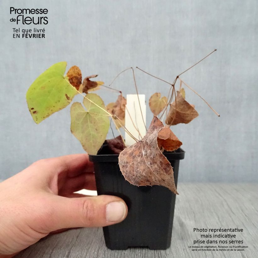 Exemplar von Epimedium pinnatum subsp. colchicum - Kolchische Elfenblume Kleine Töpfe von 8/9 cm wie im Winter geliefert