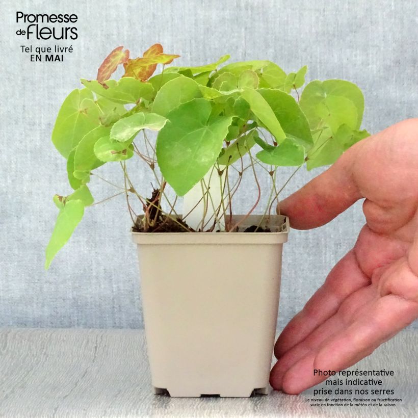 Exemplar von Epimedium pinnatum subsp. colchicum - Kolchische Elfenblume Kleine Töpfe von 8/9 cm wie im Frühjahr geliefert