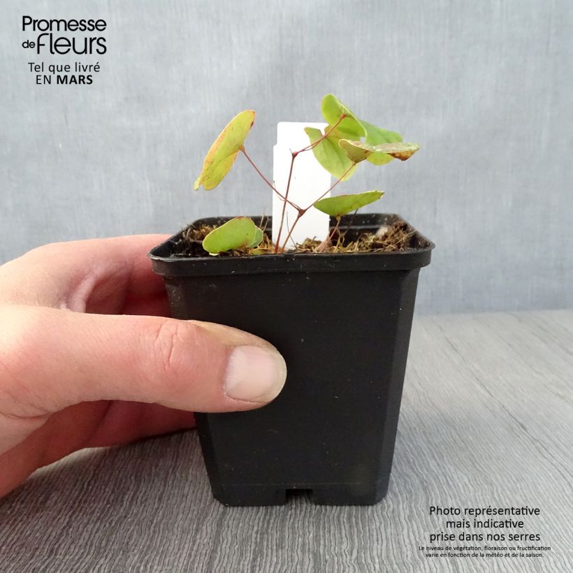 Exemplar von Epimedium pubigerum - Flaumige Elfenblume Kleine Töpfe von 8/9 cm wie im Frühjahr geliefert