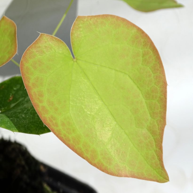 Epimedium pubigerum Orangekönigin - Flaumige Elfenblume (Foliage)
