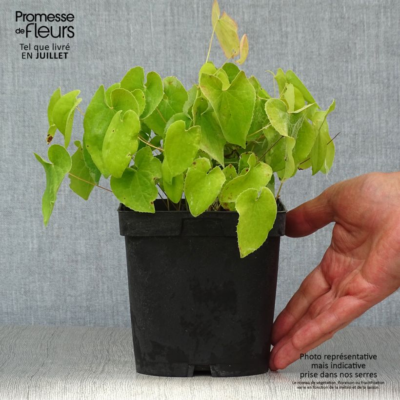 Example of Epimedium pubigerum Orangekönigin - Flaumige Elfenblume Topf mit 2L/3L as you get in ete
