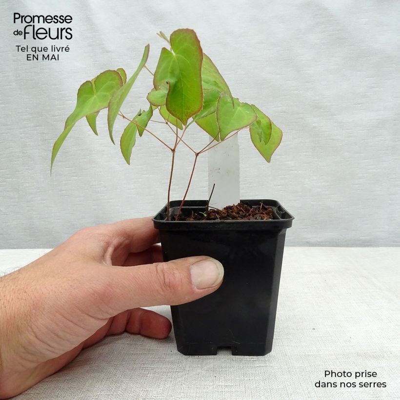 Exemplar von Epimedium Cupreum - Elfenblume Kleine Töpfe von 8/9 cm wie im Frühjahr geliefert