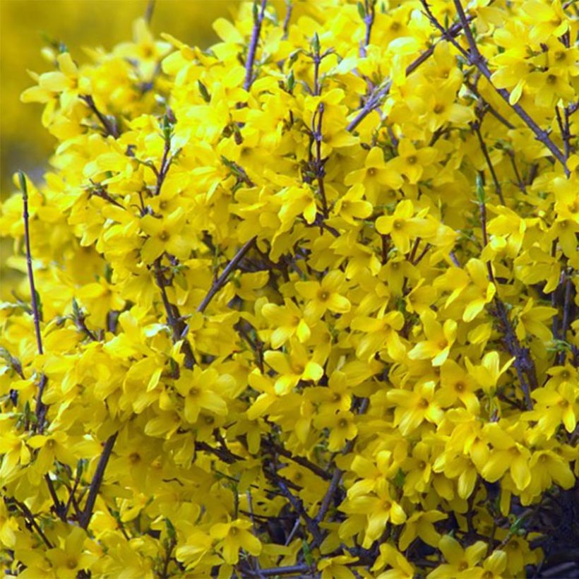 Goldglöckchen Mêlée d'Or - Forsythie (Flowering)