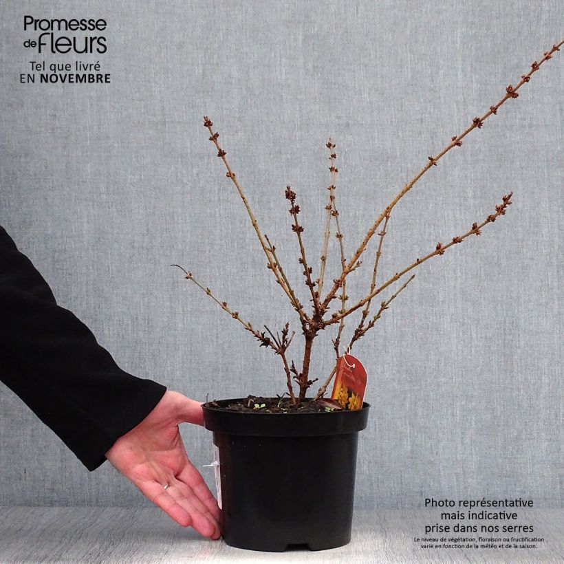 Example of Goldglöckchen Mêlée d'Or - Forsythie Topf mit 3L/4L as you get in automne