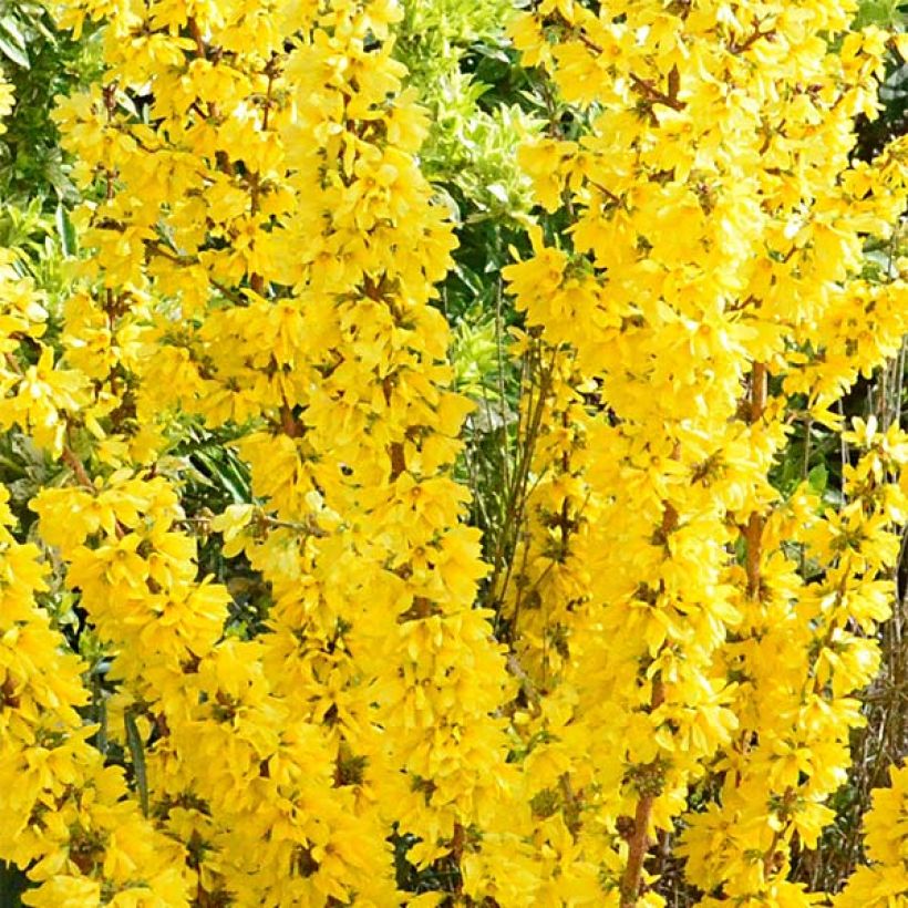 Goldglöckchen Mikador - Forsythie (Flowering)