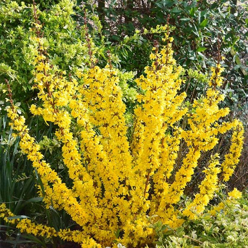 Goldglöckchen Mikador - Forsythie (Plant habit)