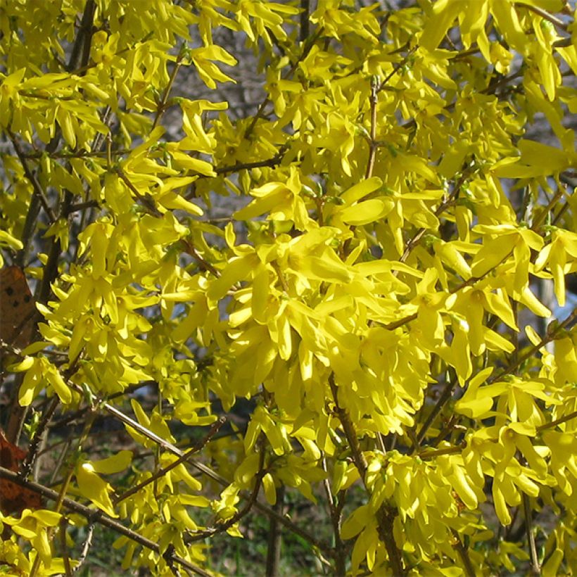 Goldglöckchen Nimbus - Forsythie (Flowering)