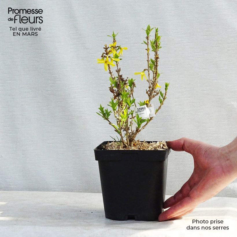 Example of Goldglöckchen Nimbus - Forsythie Topf mit 2L/3L as you get in hiver