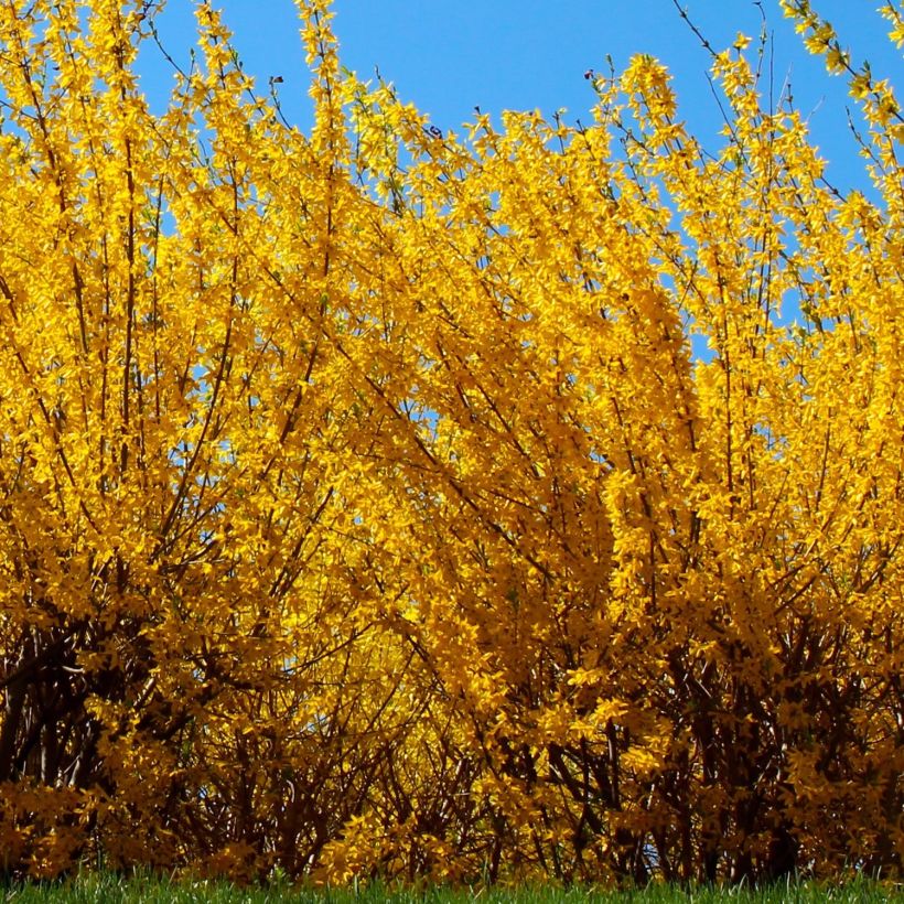 Goldglöckchen Golden Times - Forsythie (Plant habit)