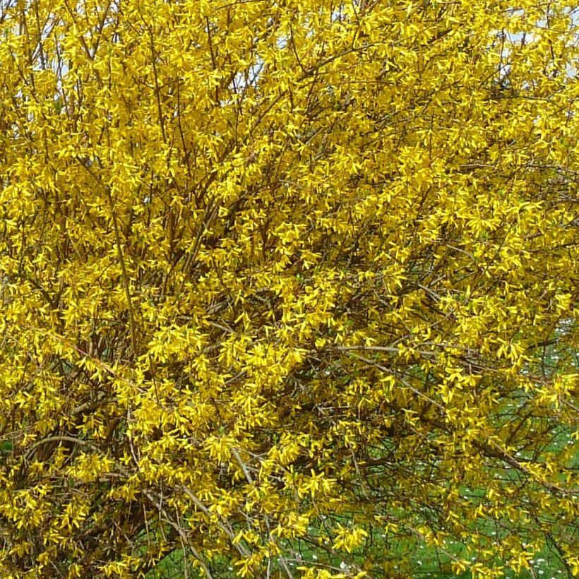 Goldglöckchen Lyngold - Forsythie (Flowering)