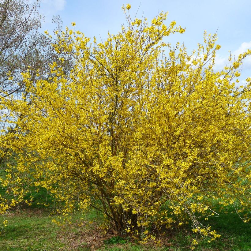 Goldglöckchen Lyngold - Forsythie (Plant habit)