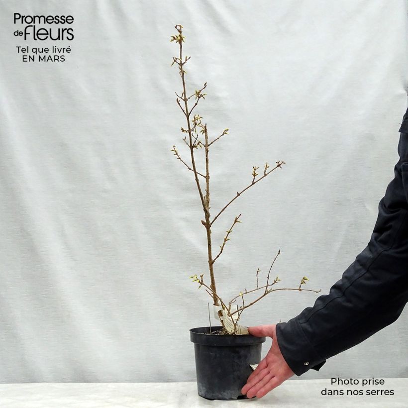 Example of Goldglöckchen Lyngold - Forsythie Wurzelnackt as you get in printemps