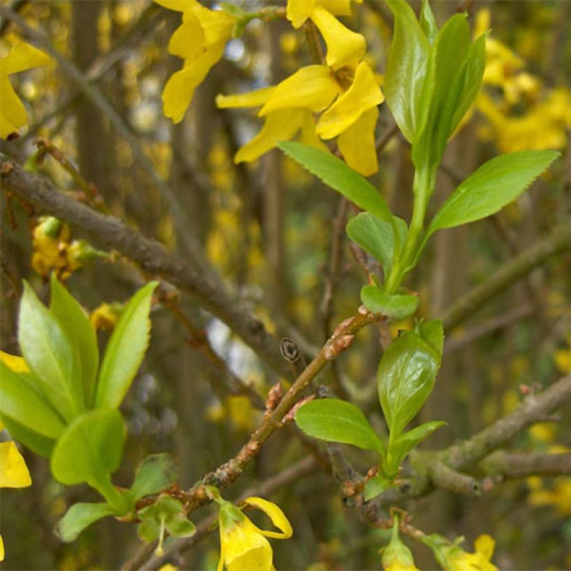Goldglöckchen Spectabilis - Forsythie (Foliage)