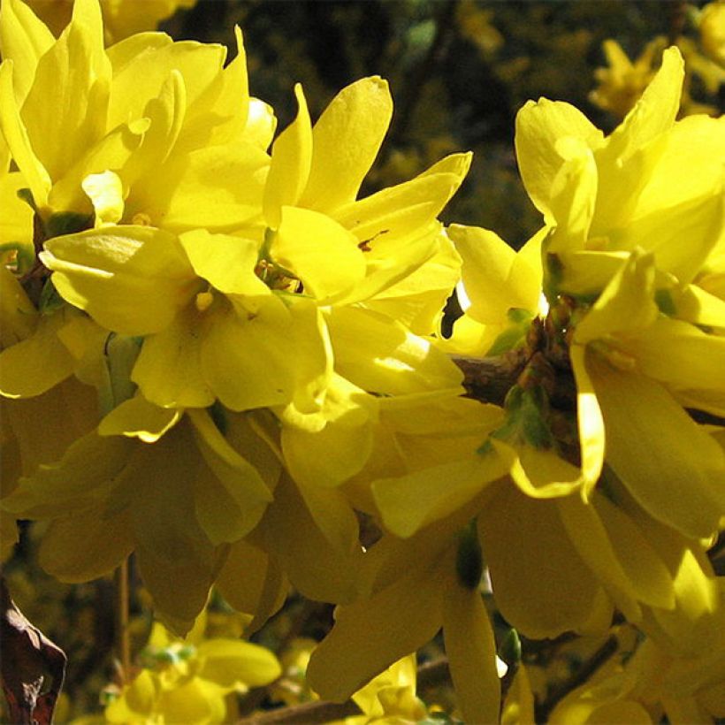 Goldglöckchen Spectabilis - Forsythie (Flowering)