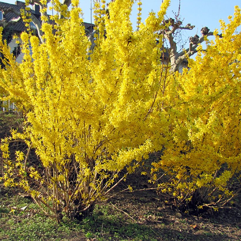 Goldglöckchen Spectabilis - Forsythie (Plant habit)