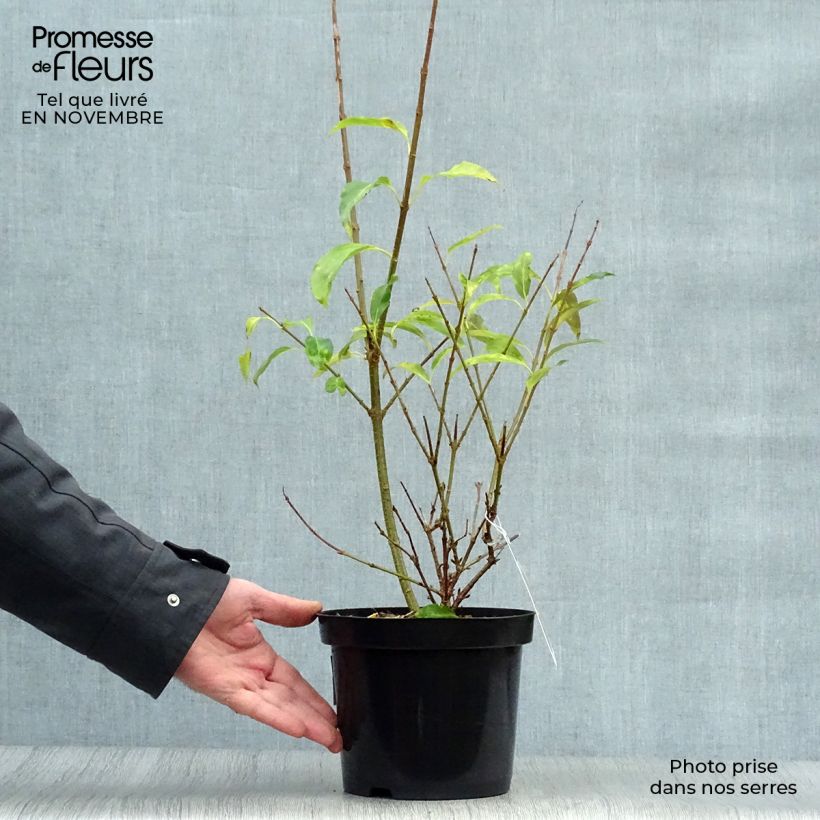 Example of Goldglöckchen Spectabilis - Forsythie Topf mit 2L/3L as you get in automne