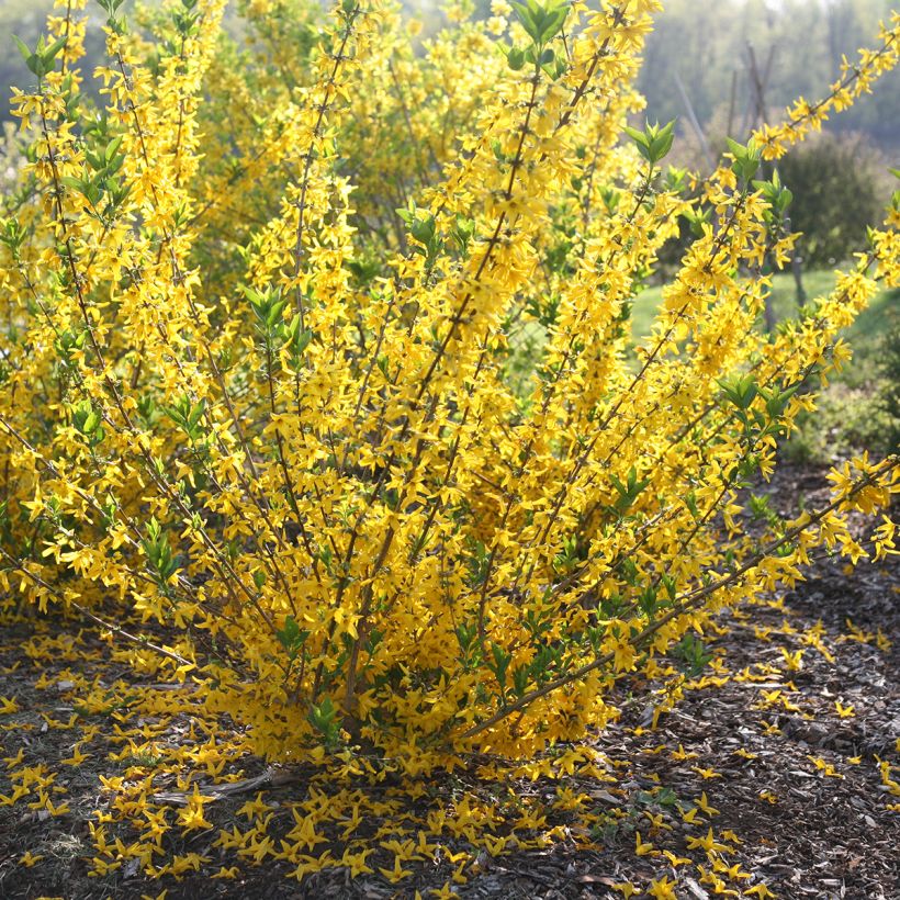 Goldglöckchen Flying Machine - Forsythia koreana (Plant habit)