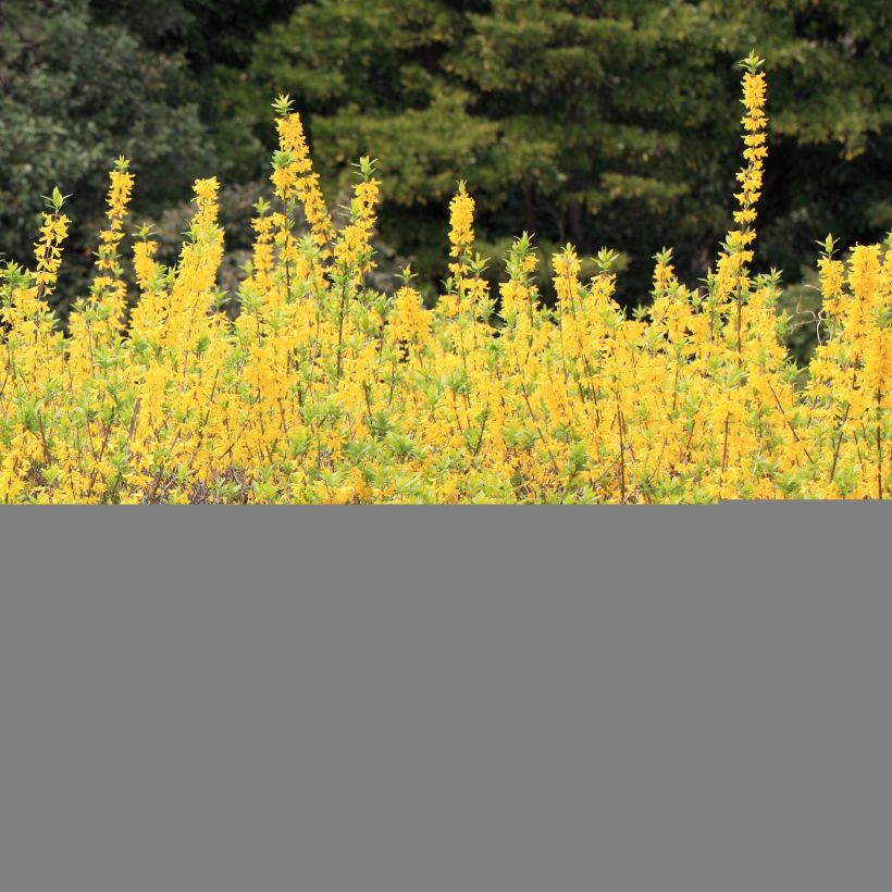 Tiefgrüner Goldflieder Citrus Swizzle - Forsythia viridissima (Plant habit)