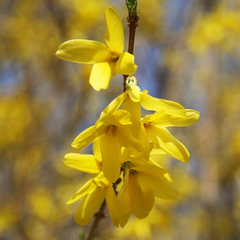 Goldglöckchen Gold Rausch - Forsythie (Flowering)