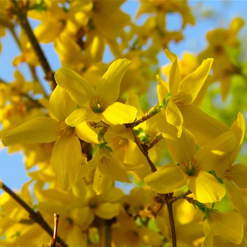 Goldglöckchen Lynwood - Forsythie (Flowering)